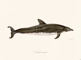 Cuvier 425 Long-Beaked Dolphin