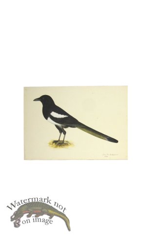 (image for) MAGPIE . PL 16