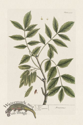 (image for) BEE 328 The Ash