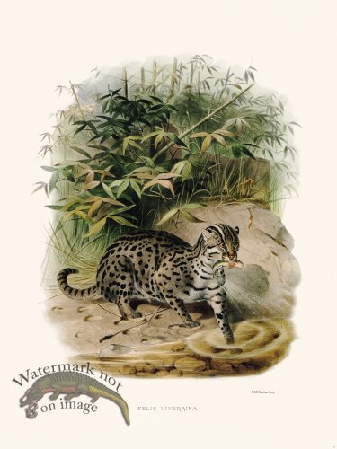 Elliot Cat 23 Sad Cat