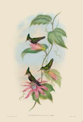 Gould Hummingbird 206