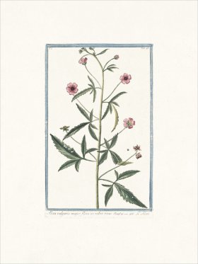 Bonelli 048 Musk Mallow