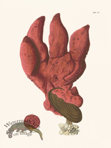 (image for) Esper Coral 015