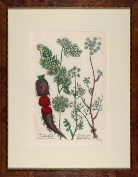 Weinmann Burl with Gold DM 04