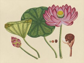 Far East Fruit and Flowers 12