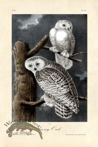 (image for) Snowy Owl