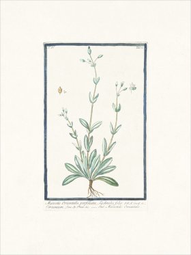 Bonelli 375 Forget-me-not