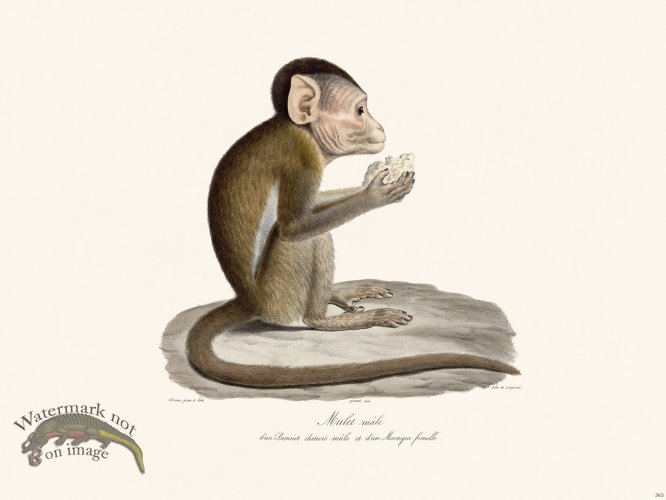 Cuvier 363 Male Mufel