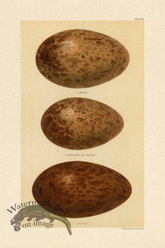 Seebohm Egg 04