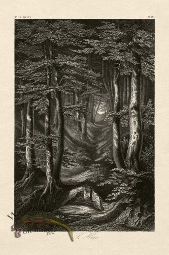 (image for) Hoefer Tree 18