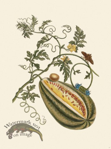 Merian Metamorphosis 15