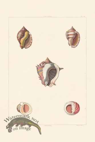 (image for) Perry Shell 34