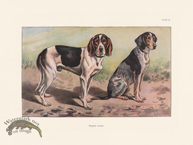 (image for) Les Chiens 048