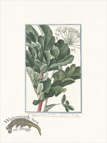 (image for) Bonelli 501 Hairy Cow parsnip