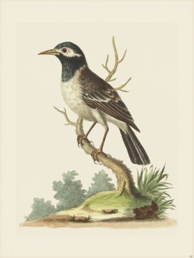 Edwards 187 BnW Indian Starling