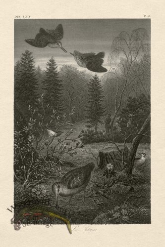 (image for) Hoefer Tree 28