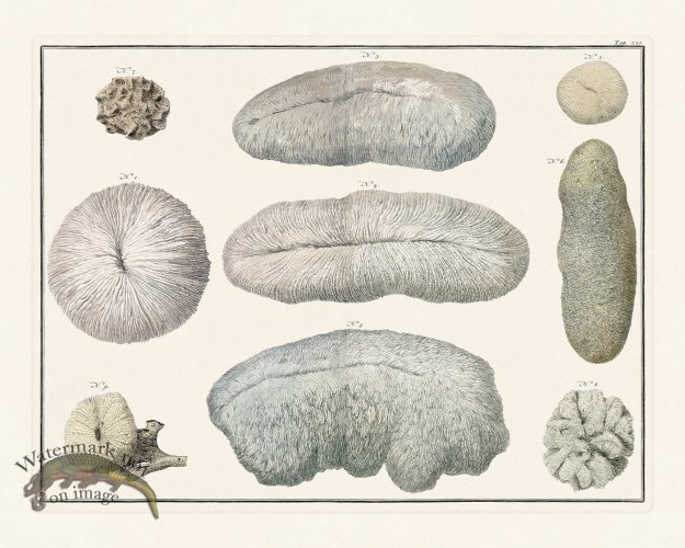 (image for) Seba B2 111 Coral