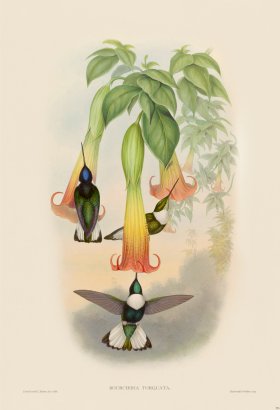 Gould Hummingbird 251