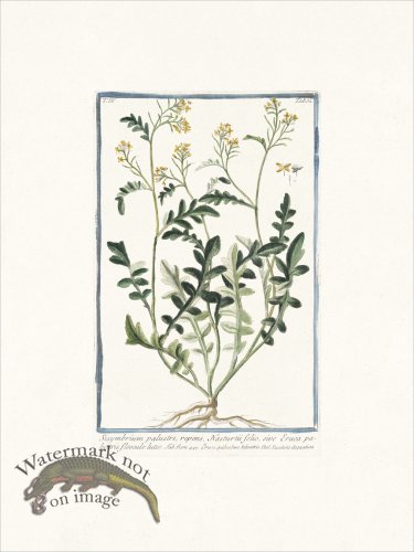 (image for) Bonelli 332 Hedge mustard