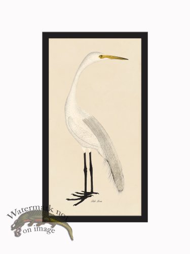 Rudbeck CFA_BF 402 White Heron