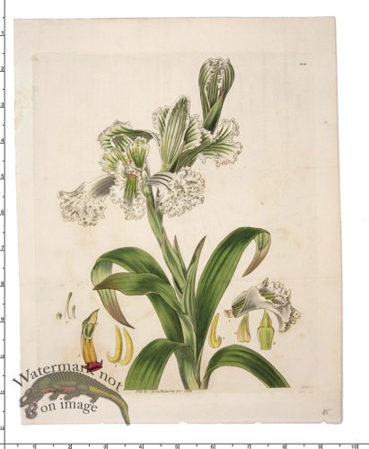 (image for) Curtis Botanical 080