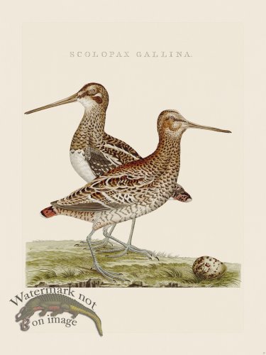 (image for) Nozeman Bird 037