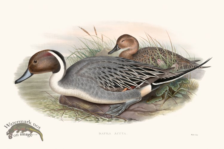 (image for) Gould Waterfowl 32