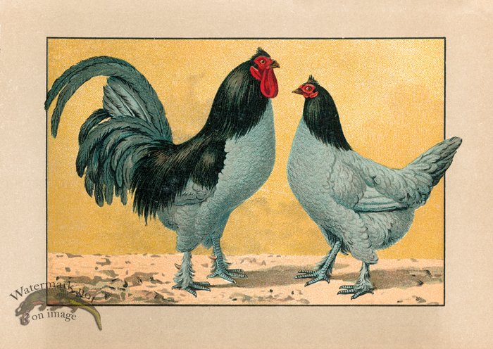 (image for) Chicken 73