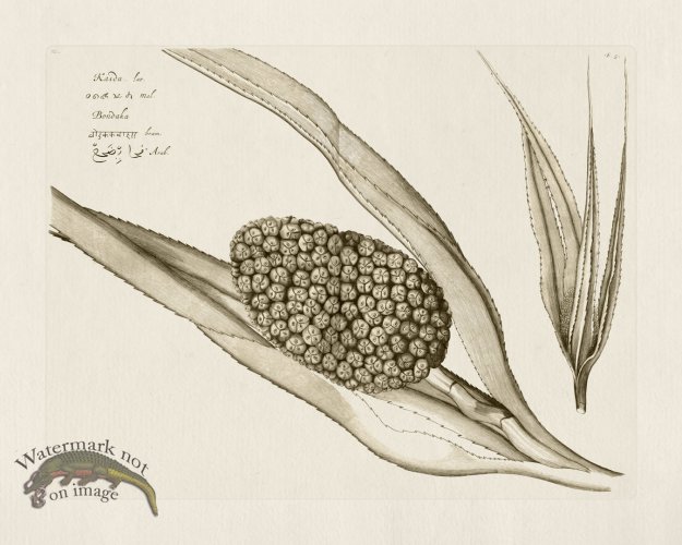 (image for) HORTUS VOL 02 05