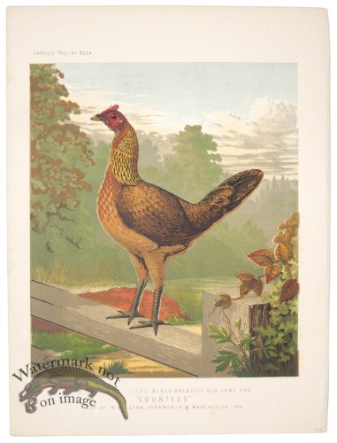 (image for) Black Breasted Game Hen