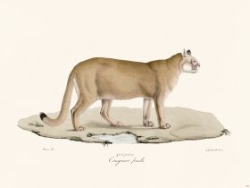 Cuvier 103 Female Cougouar