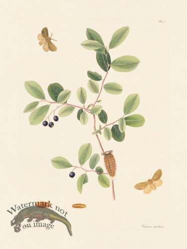 (image for) Abbot Butterfly 054