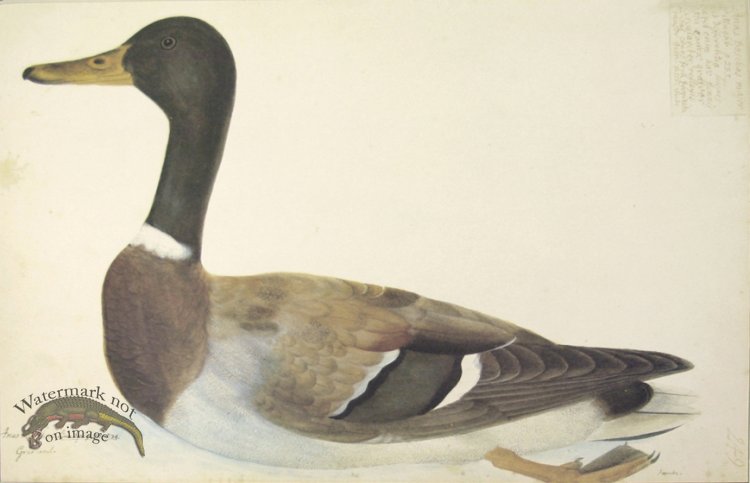 (image for) 249 Swedish Birds . Anas boschas . Mallard . Female