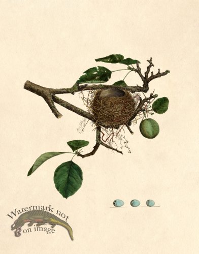 (image for) Eggs of Ohio 026