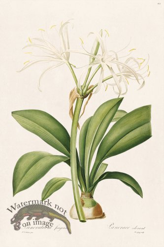 (image for) Les Liliacees Redoute 413