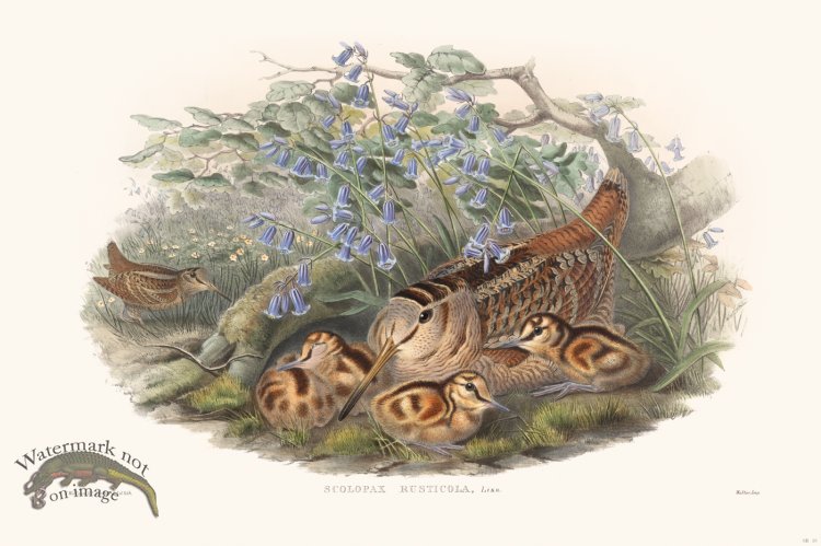 (image for) Gould Shore Bird 010