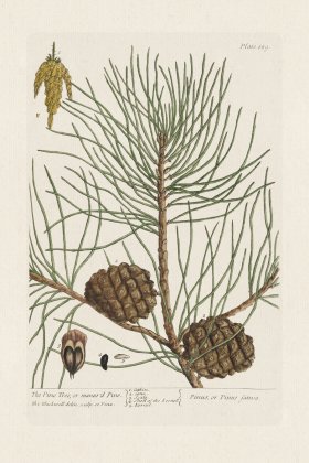 BEE 189 The Pine Tree