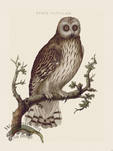 (image for) Nozeman Bird 103