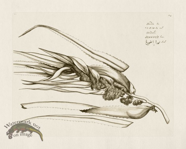 (image for) HORTUS VOL 02 04