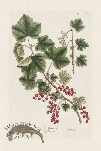 (image for) BEE 285 Red Currans