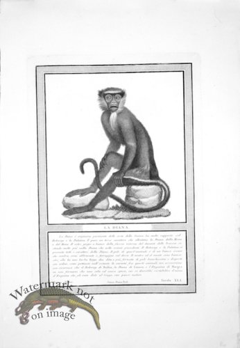 (image for) The_Monkeys_33