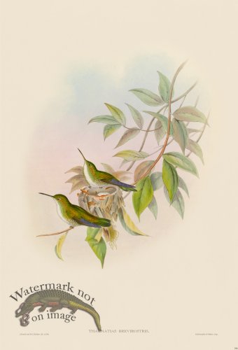 (image for) Gould Hummingbird 298