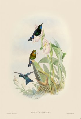 Gould Hummingbird 276