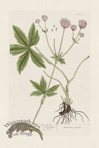 (image for) BEE 470 Black Masterwort