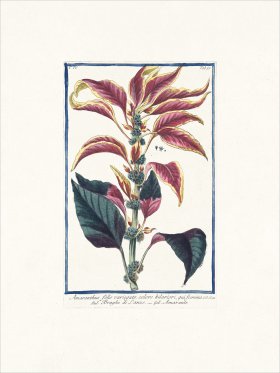 Bonelli 355 Amaranth