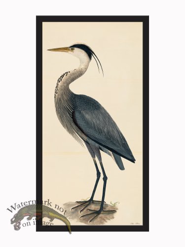 Rudbeck CFA_BF 36 Blue Heron