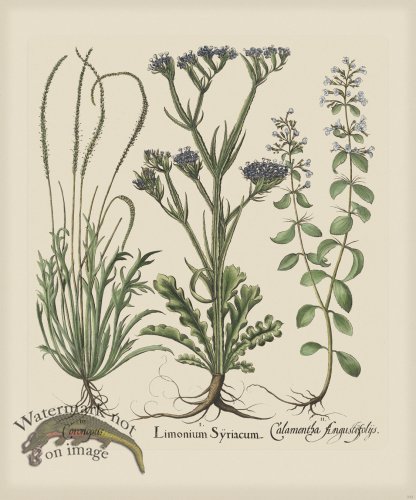 (image for) Besler 233 Colored B2