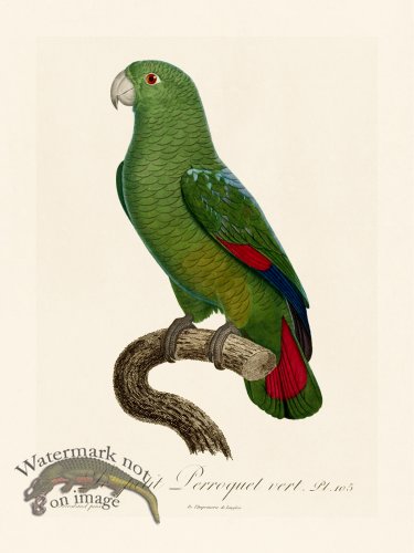 (image for) Barraband Parrot 105