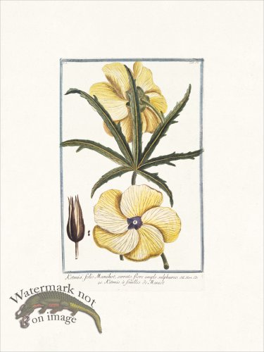 (image for) Bonelli 056 folio Manihot