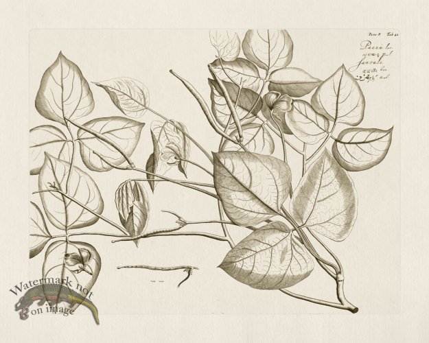 (image for) HORTUS VOl 08 41